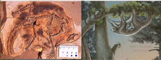 Maiopatagium er reconstitution d’après réf 1.